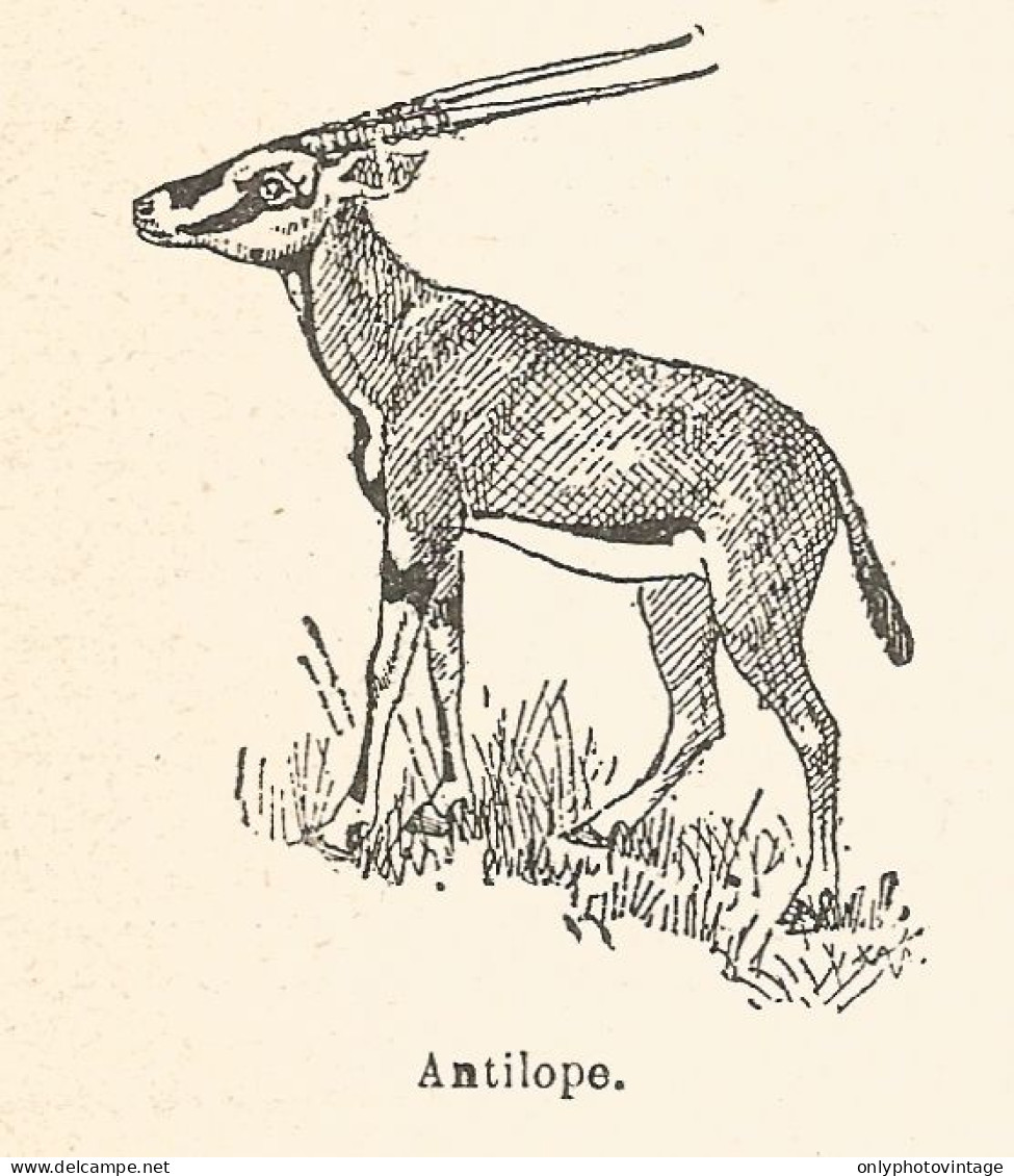 Antilope - Xilografia D'epoca - 1924 Old Engraving - Stiche & Gravuren