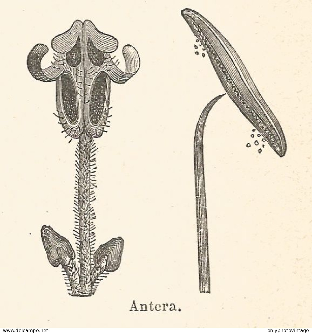 Antera - Xilografia D'epoca - 1924 Old Engraving - Estampes & Gravures