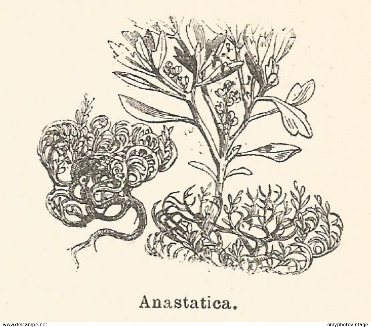 Anastatica - Xilografia D'epoca - 1924 Old Engraving - Estampes & Gravures