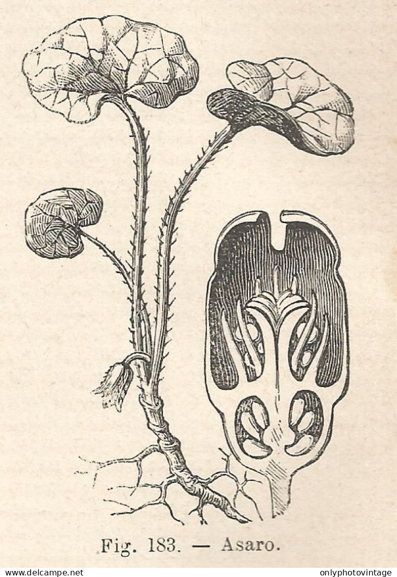 Asaro - Xilografia D'epoca - 1924 Old Engraving - Estampes & Gravures