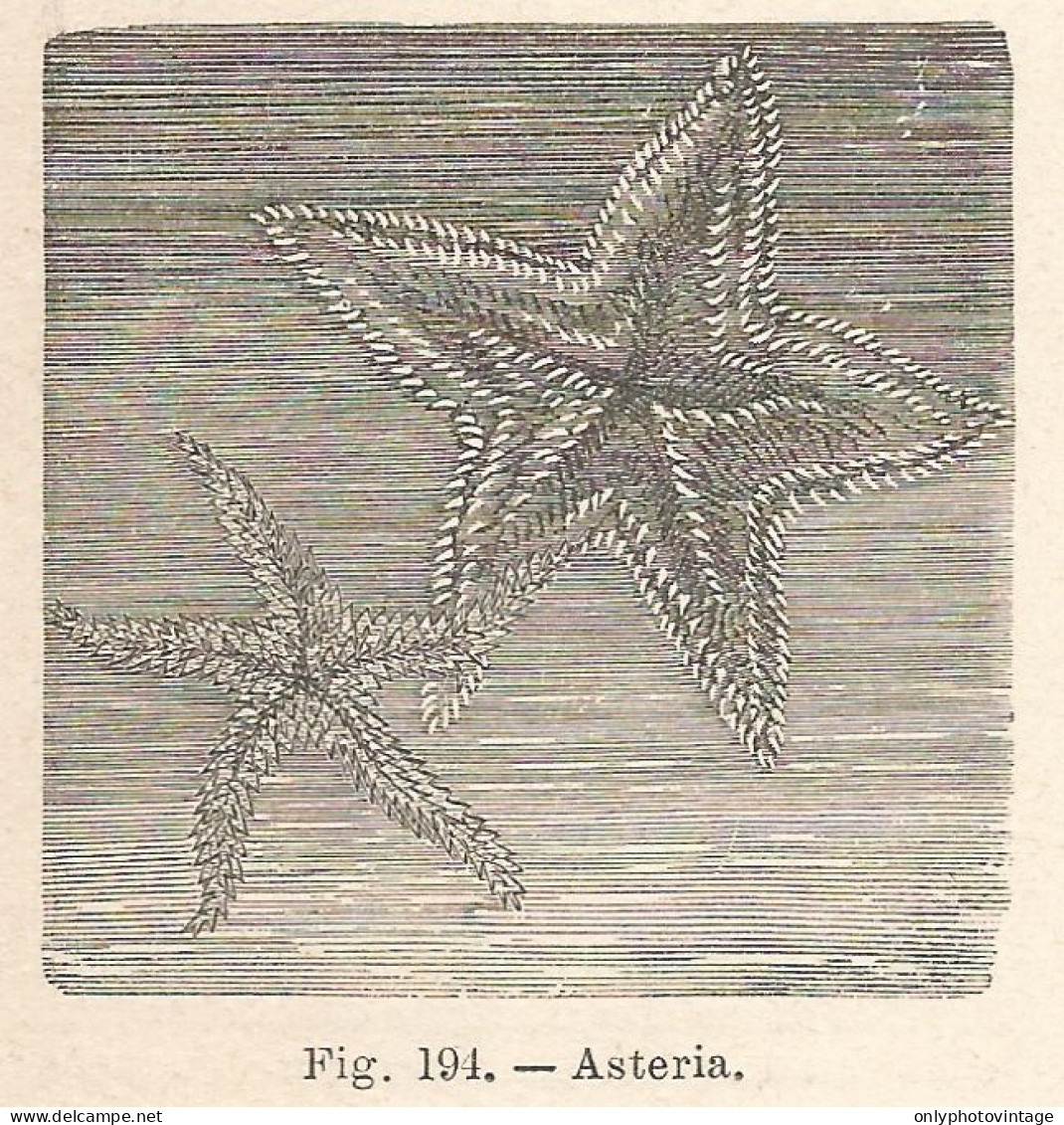 Asteria - Xilografia D'epoca - 1924 Old Engraving - Estampes & Gravures