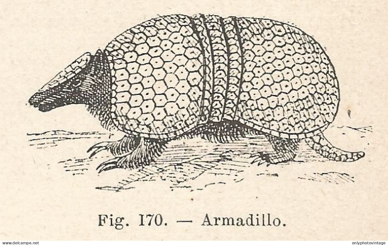 Armadillo - Xilografia D'epoca - 1924 Old Engraving - Estampes & Gravures