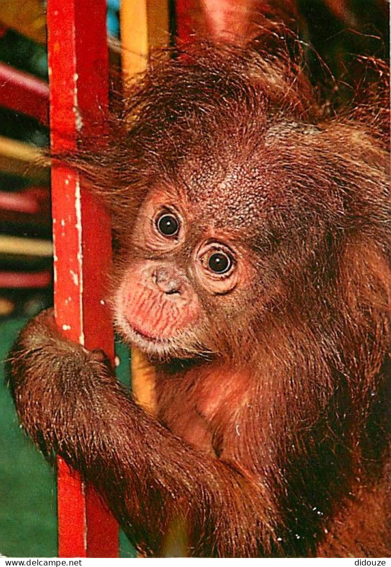 Animaux - Singes - Bébé Orang-Outan - CPM - Voir Scans Recto-Verso - Singes