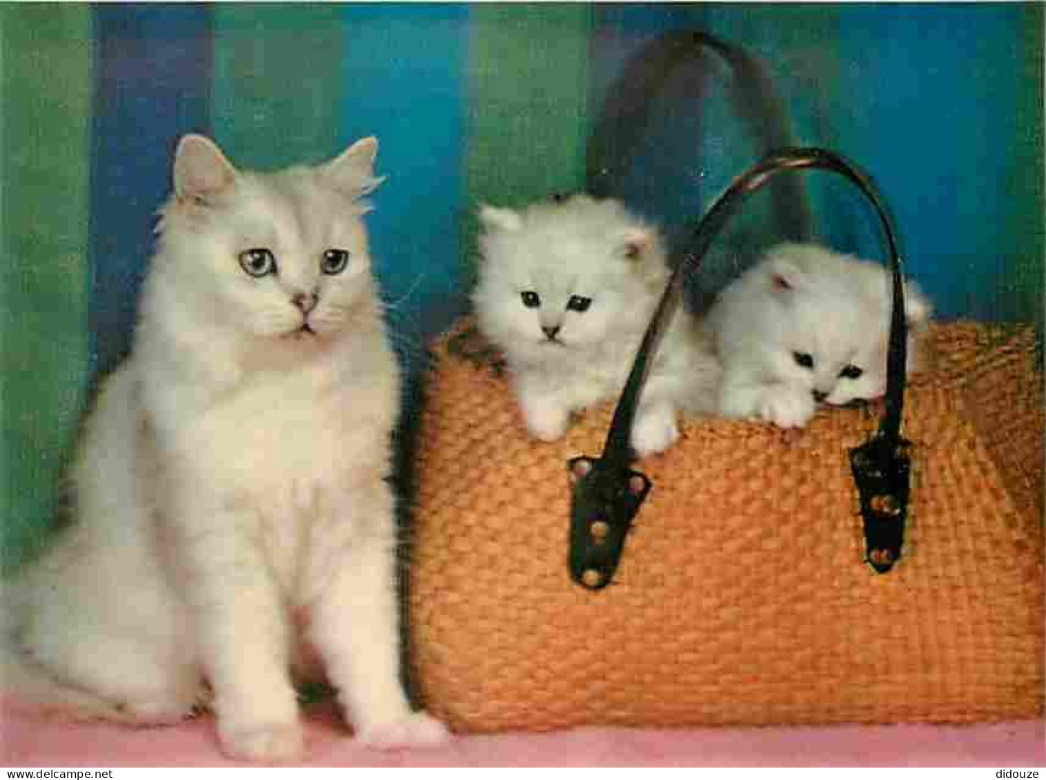 Animaux - Chats - Chatons - CPM - Voir Scans Recto-Verso - Chats