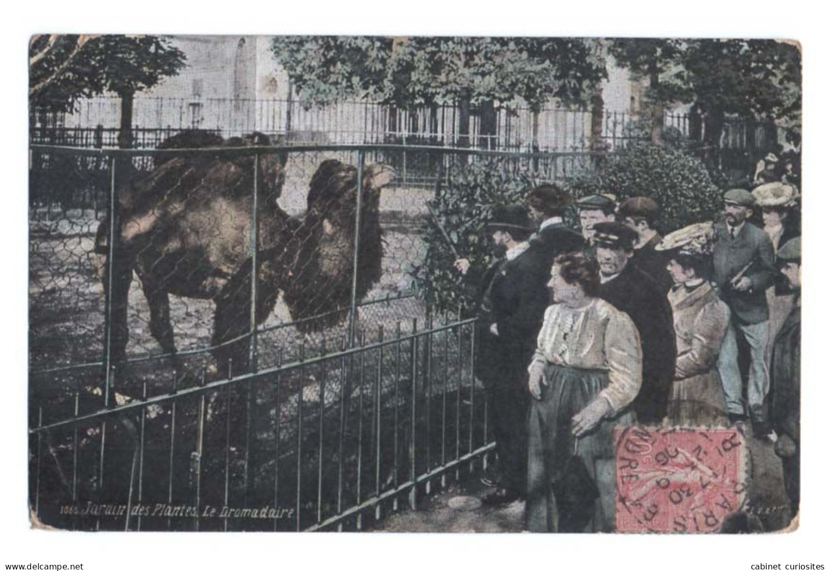 PARIS 5ᵉ Arrondissement - Jardin Des Plantes - 1906 - Le Dromadaire - Colorisée - Animée - Parken, Tuinen