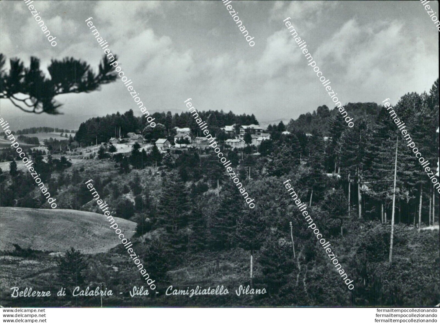 Bi154 Cartolina Bellezze Di Calabria Sila Camigliatello Silano Cosenza - Cosenza