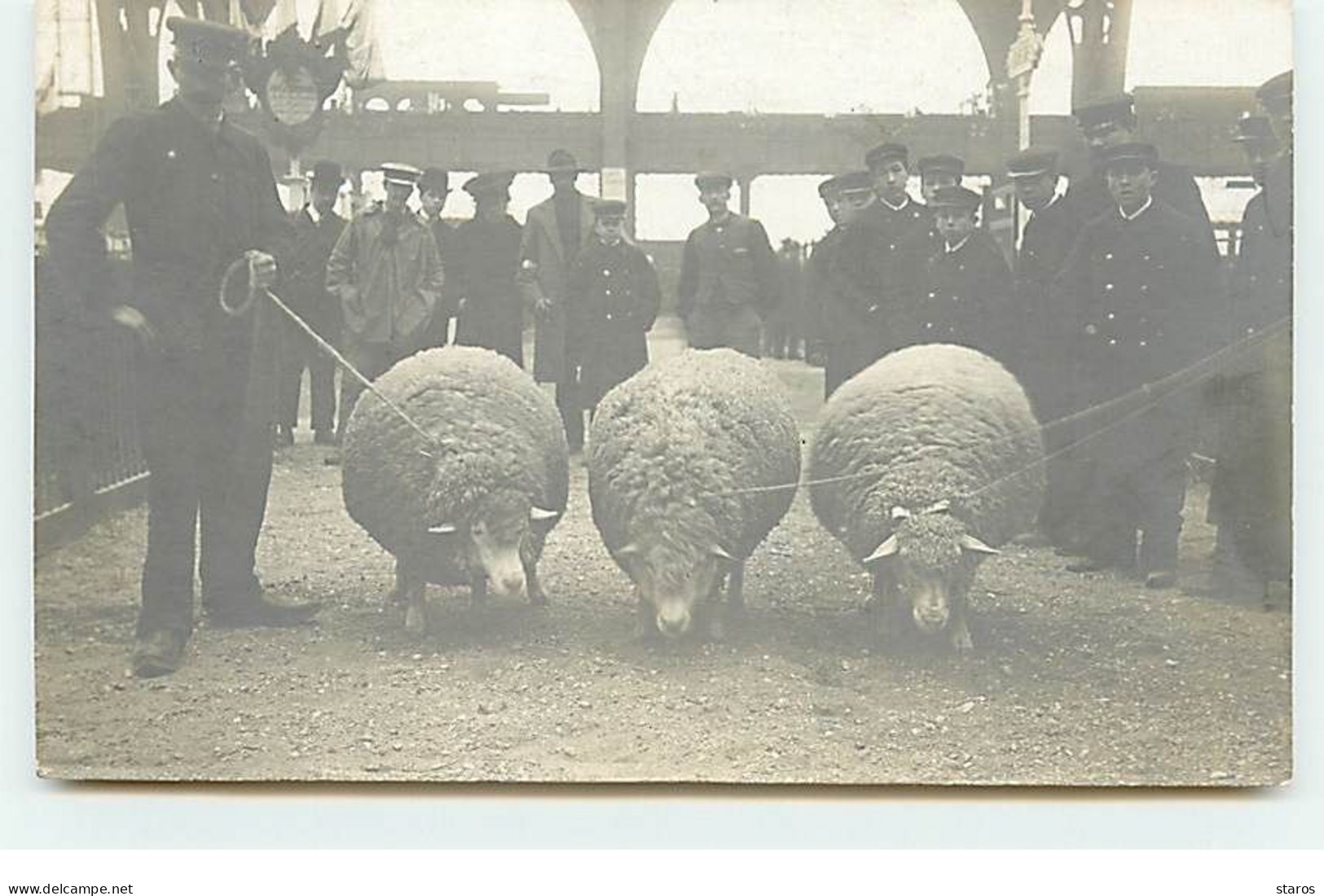 Carte Photo - PARIS - Exposition - Concours Agricole - Trois Beaux Moutons - C. Robert Photo - Expositions