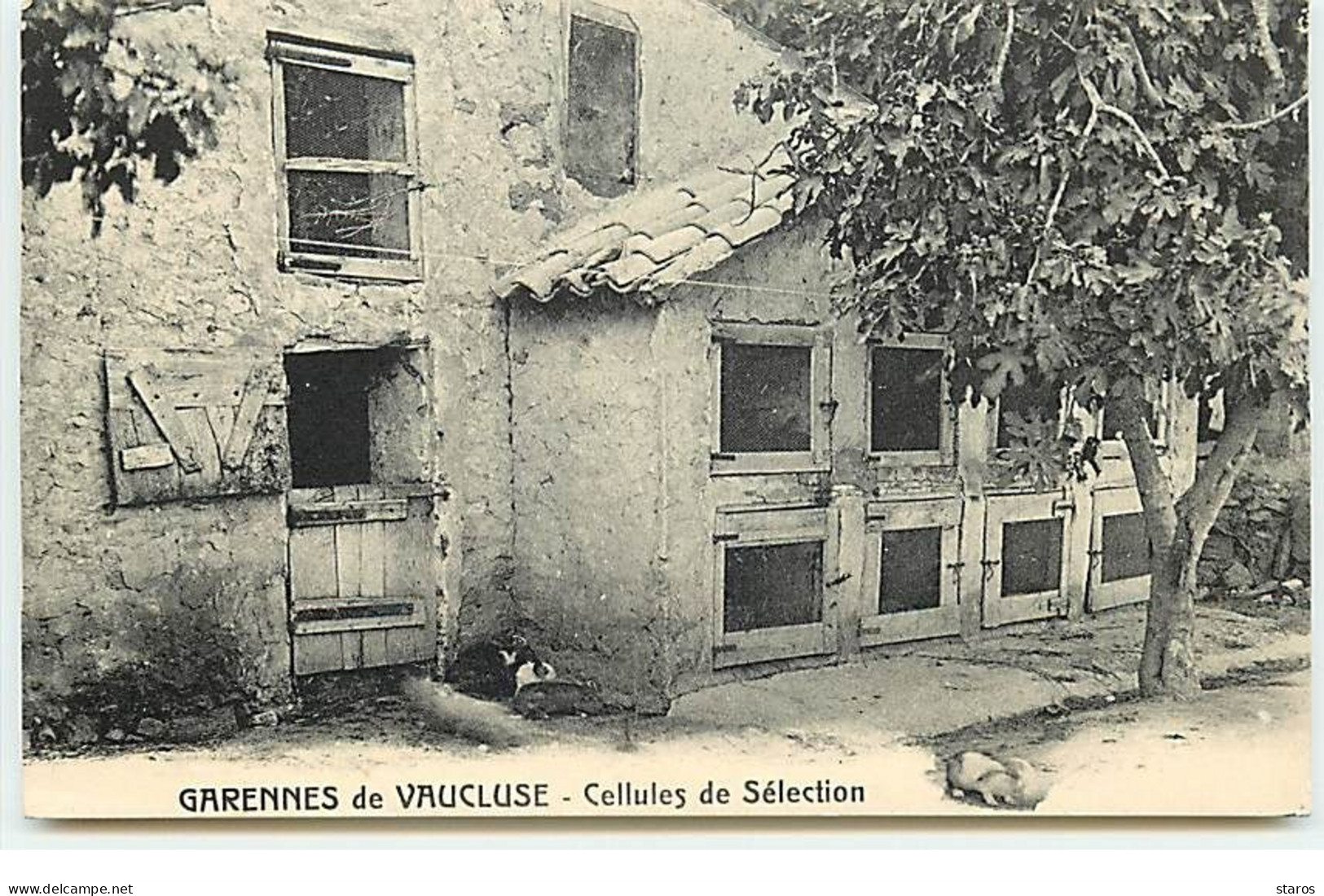 CANNES - 41 Rue Grande - GARENNES De VAUCLUSE - Cellules De Sélection - Gibiers - Volailles - Cannes