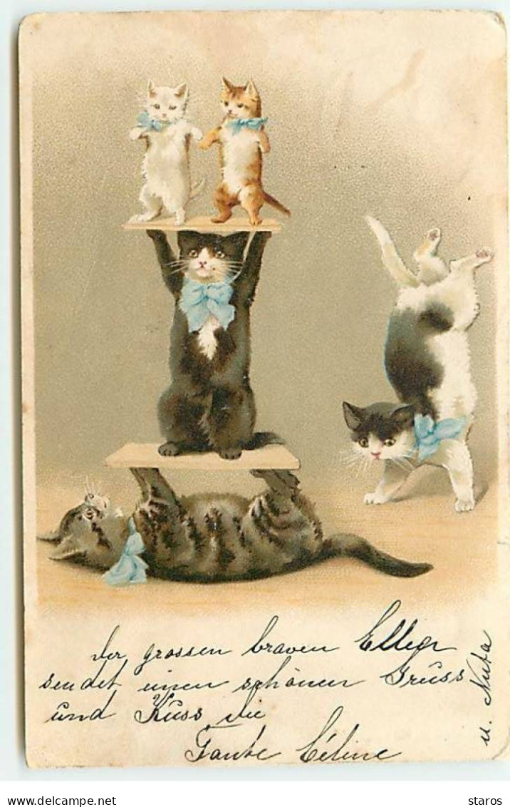 Animaux - Chats Faisant Des Acrobaties - Cats