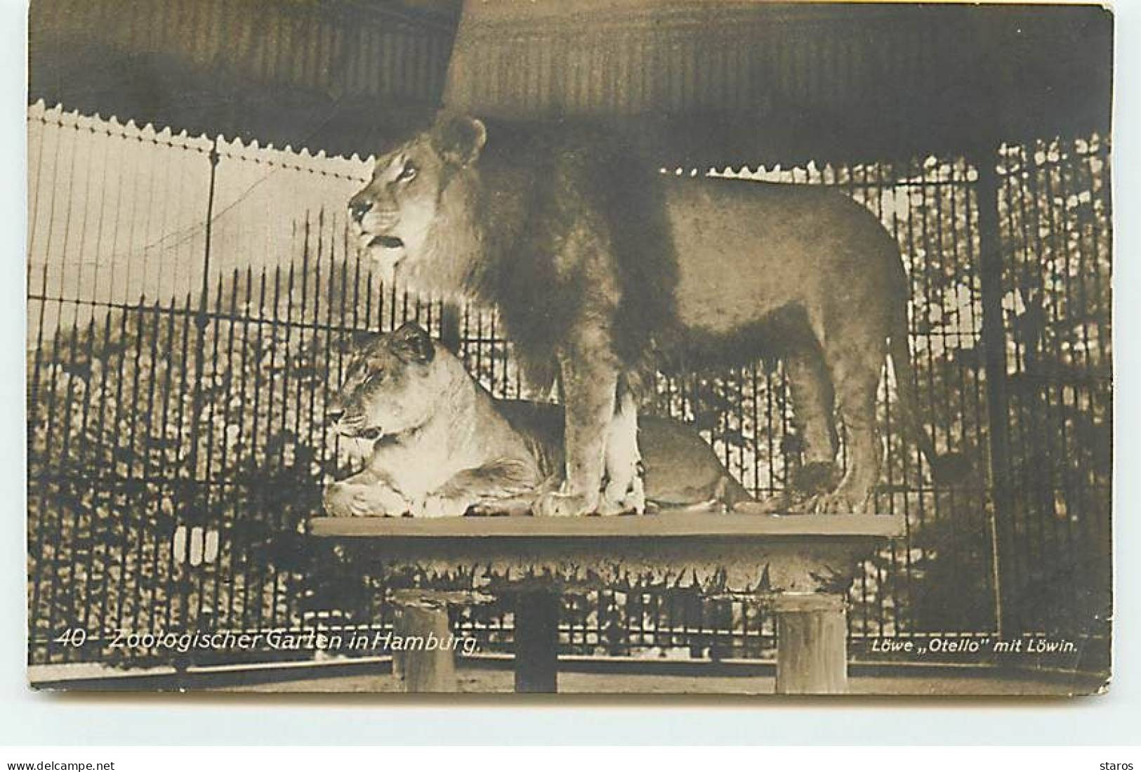 Animaux - Lions - Zoologischer Garten In Hamburg - Leeuwen