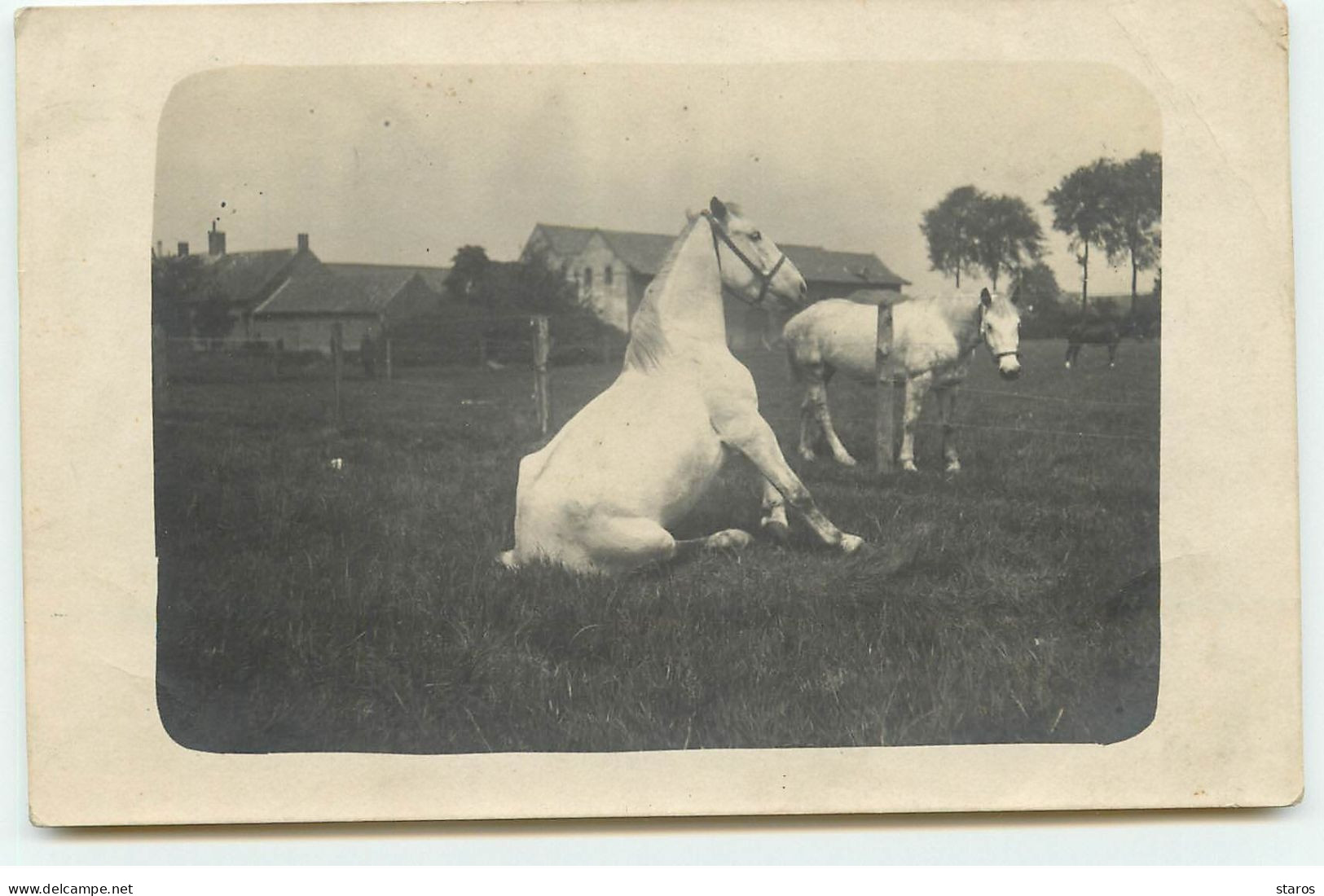 RPPC - Chevaux Dans Un Pré, L'un Assis (avant D'être Soigné) - Otros & Sin Clasificación