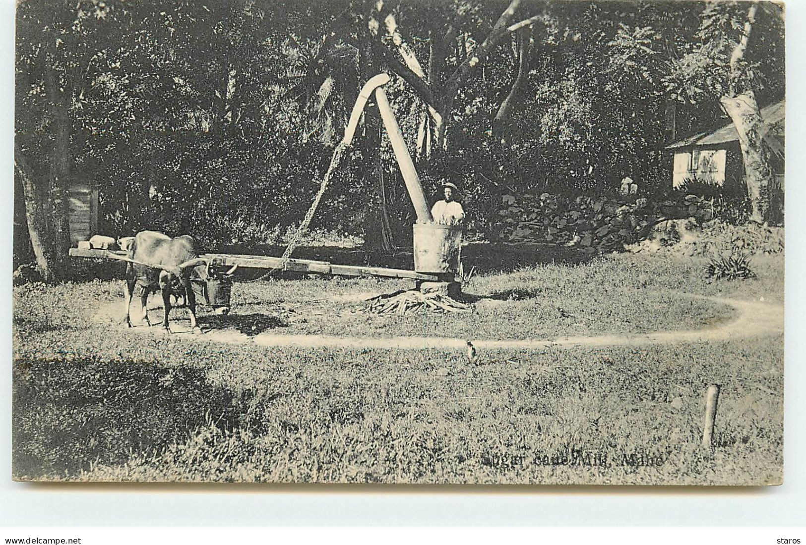 Seychelles - Paysan Près D'un Moulin à Huile - Seychelles