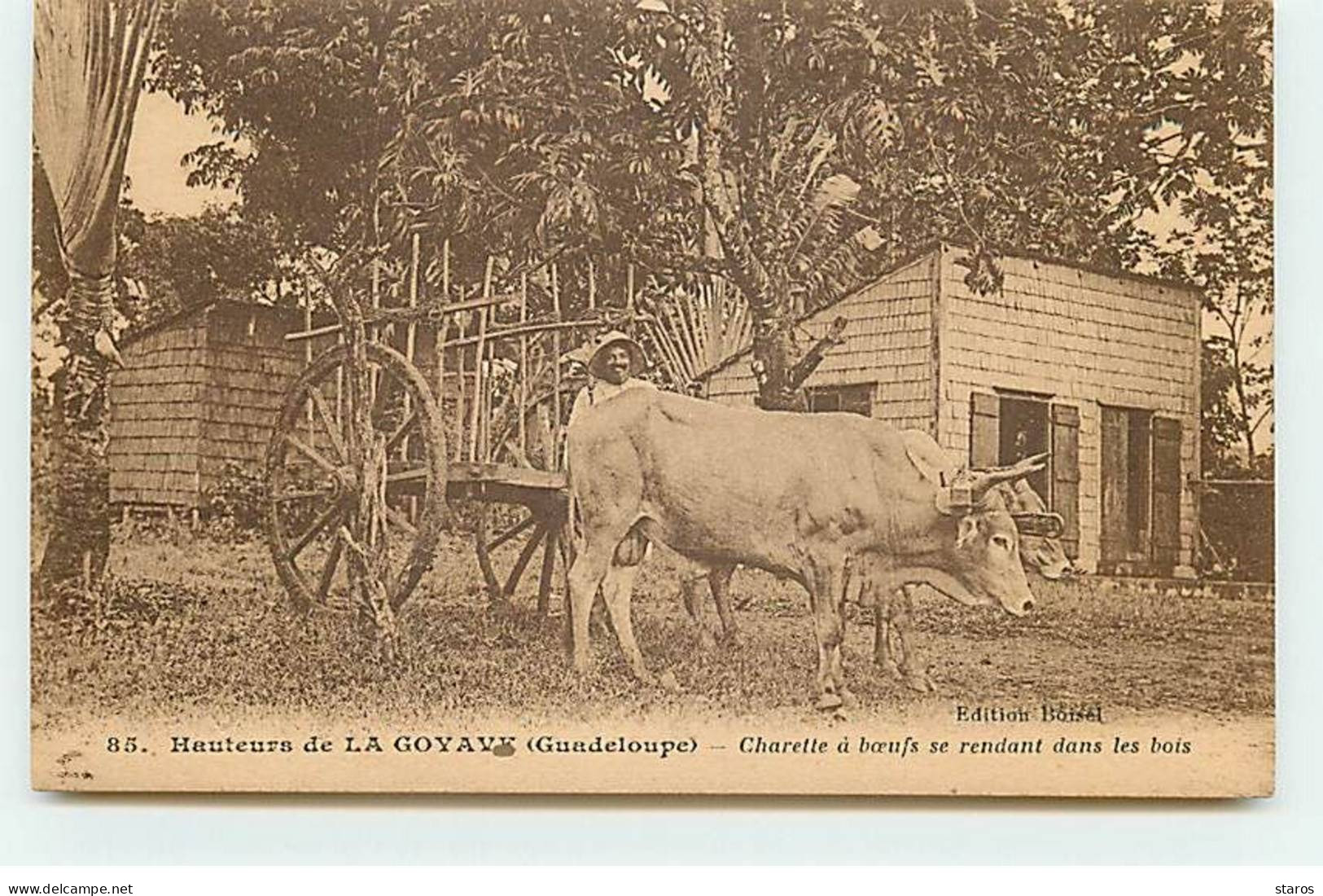 Guadeloupe - Hauteurs De LA GOYAVE - Charette à Boeufs Se Rendant Dans Les Bois - Autres & Non Classés