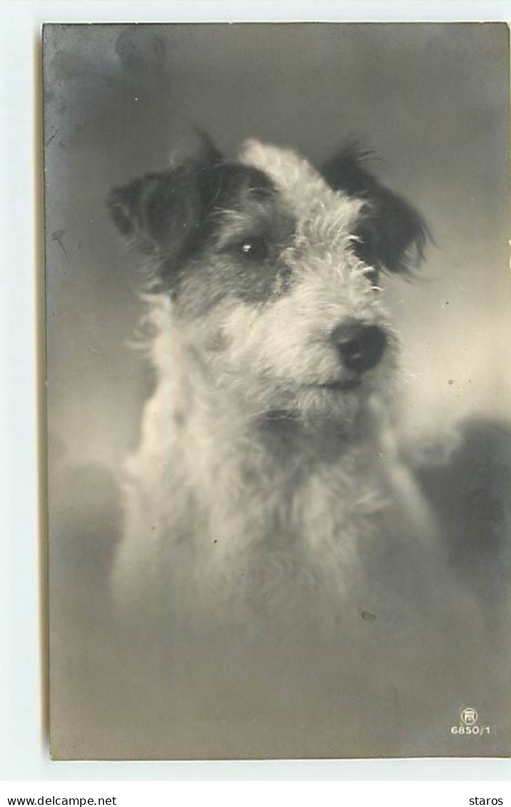 Carte Photo - Chien - Fox-Terrier - Hunde