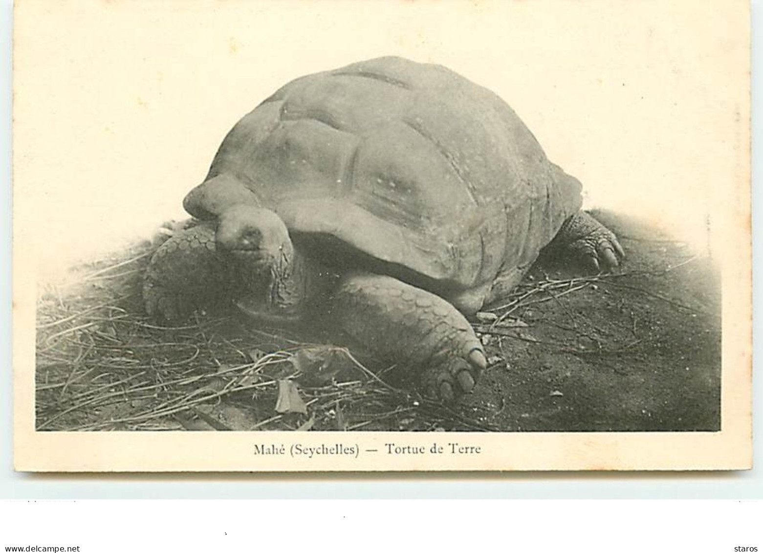 Mahé - Tortue  De Terre - Seychellen