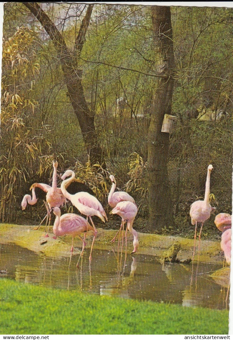 Tiere: Flamingos Gl1976 #G5324 - Sonstige & Ohne Zuordnung