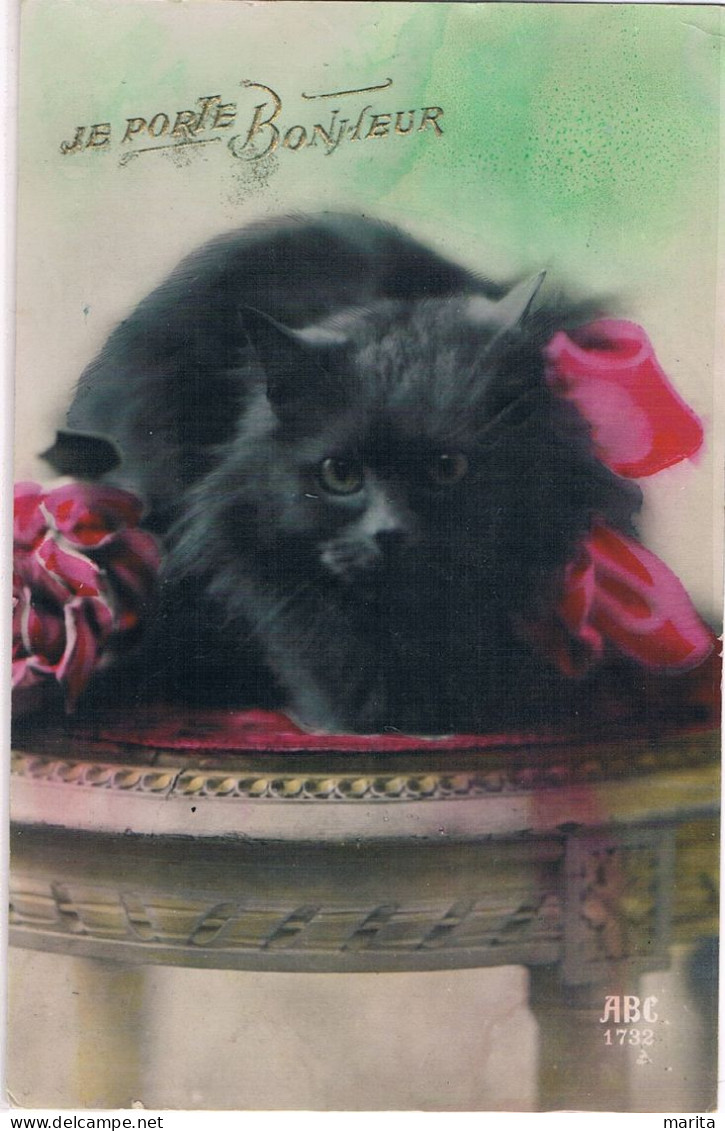 Chat Sur Table -cat -katze -zwarte Poes Op Tafel - Katten