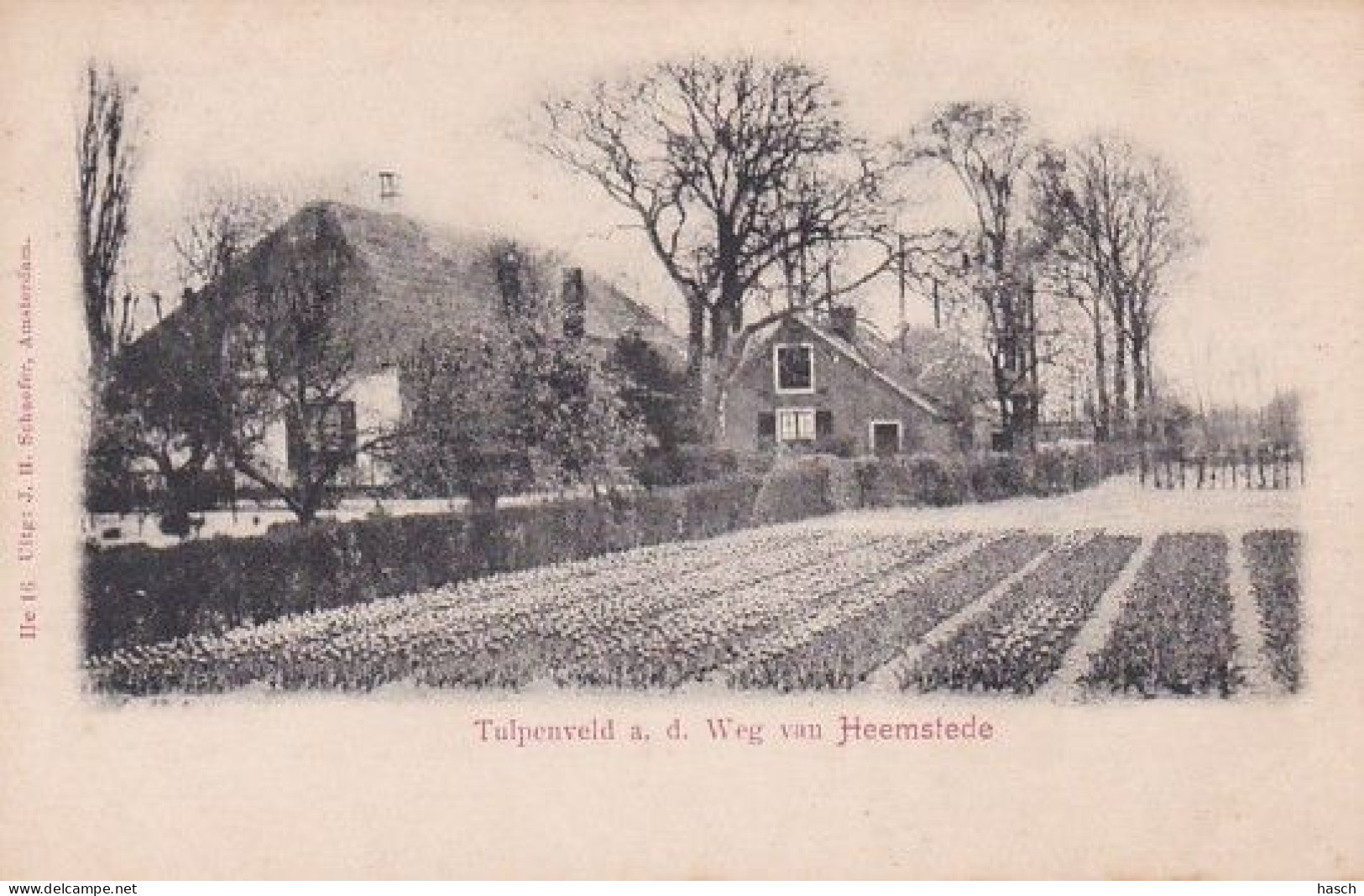 188942Heemstede, Tulpenveld A.d. Weg Van Heemstede. - Autres & Non Classés