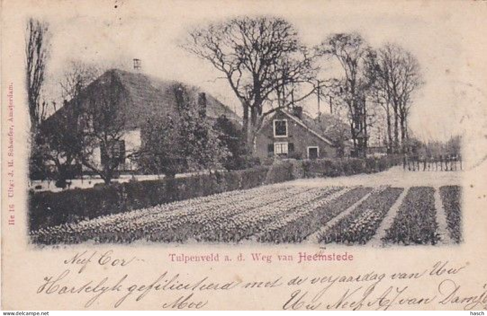 188935Heemstede, Tulpenveld A.d. Weg Van Heemstede (poststempel 1901)   - Otros & Sin Clasificación