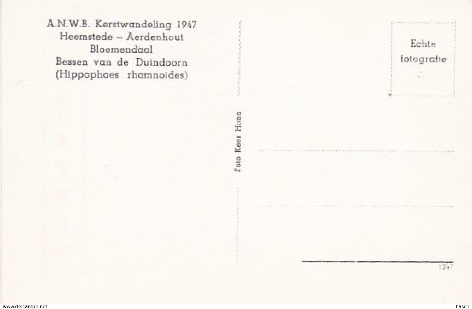 188934Heemstede – Aerdenhout – Bloemendaal. A.N.W.B. Kerstwandeling 1947 Bessen Van De Duindoorn. (Foto Kaart) - Sonstige & Ohne Zuordnung