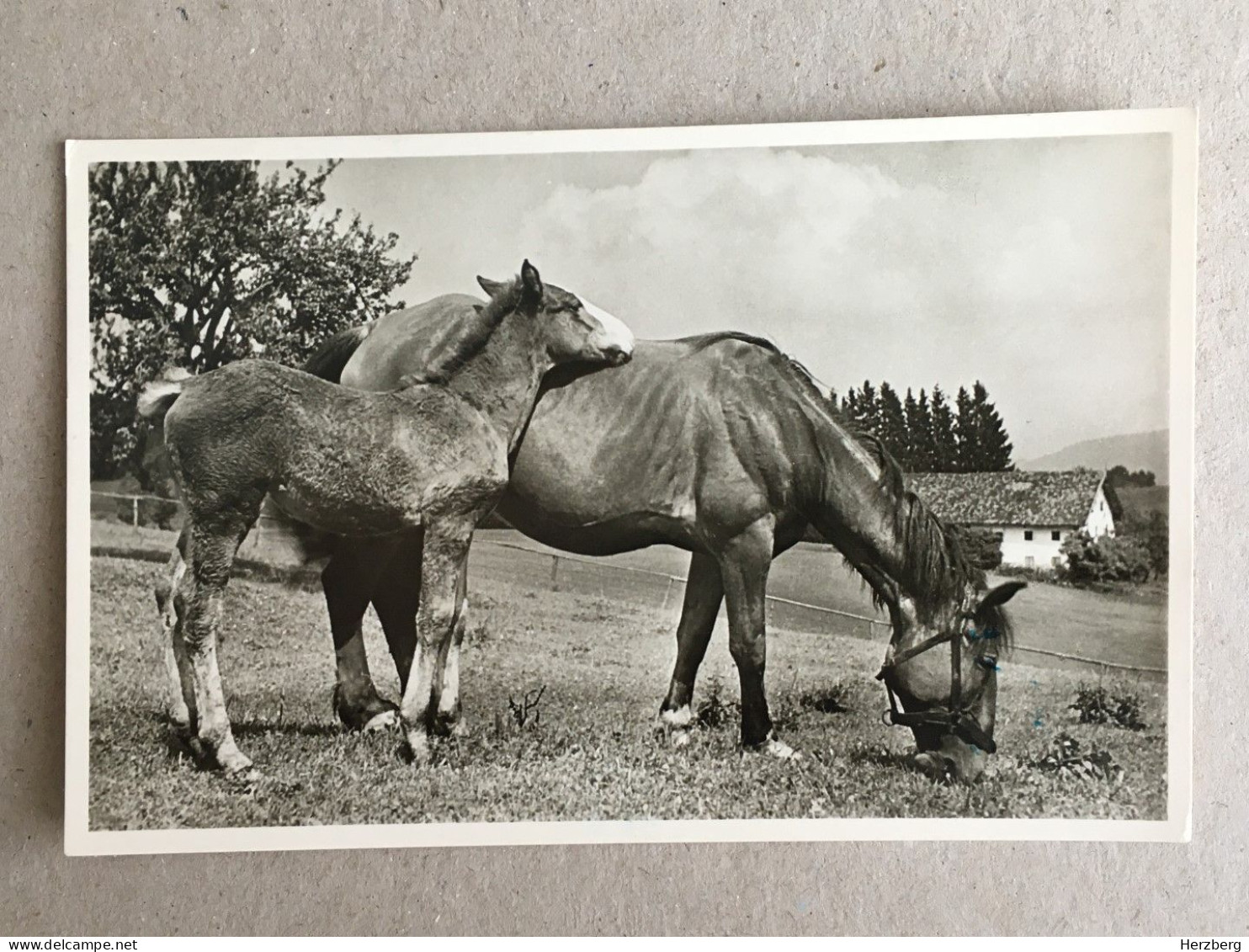 Germany Deutschland - Braunschweig Horse Cheval Pferde Farm Farming Ponny - Autres & Non Classés