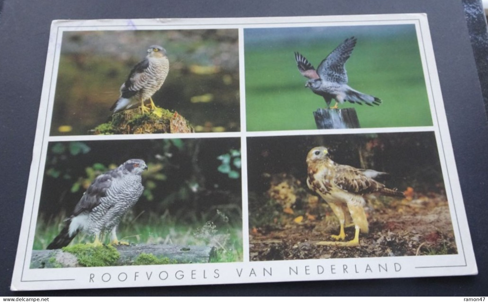 Nederland - Roofvogels - Foto W Janszen, Harderwijk - Sonstige & Ohne Zuordnung