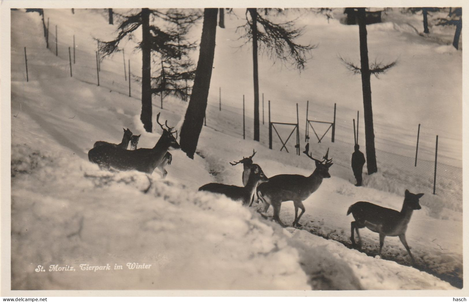 4937 39 St. Moritz, Tierpark Im Winter.  - Autres & Non Classés