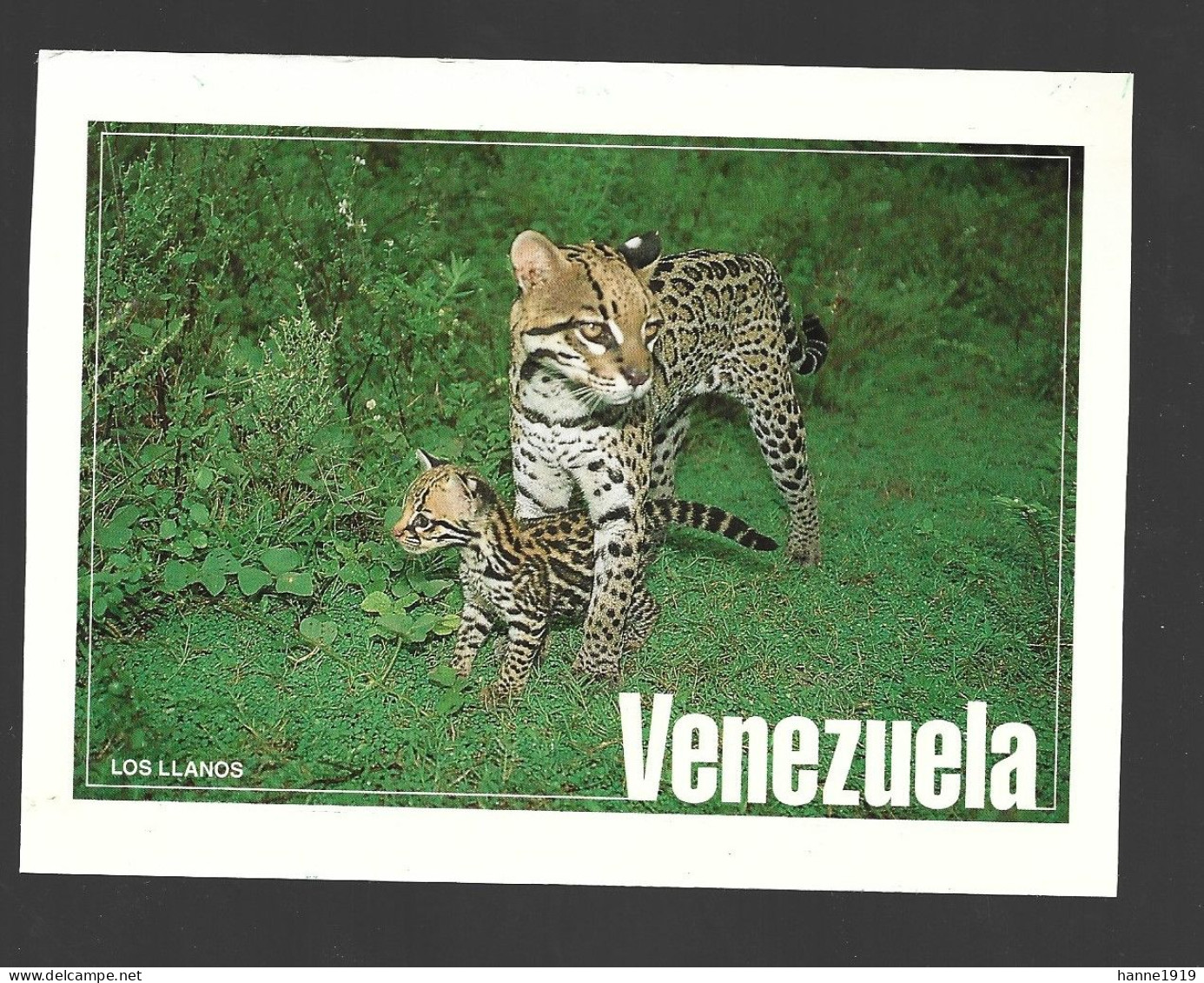 Los Llanos Cuaguaro Ocelot And Its Cub Photo Carte Venezuela Htje - Venezuela