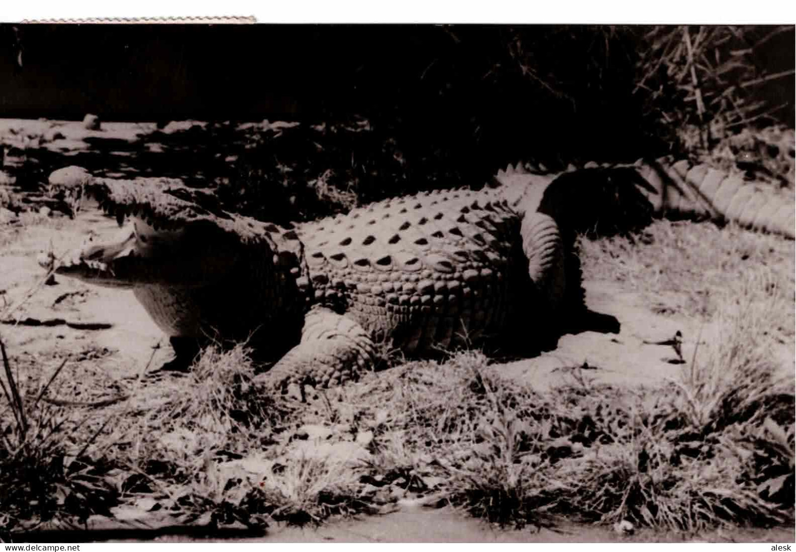 MADAGASCAR N°338 (y&t) Tananarive 9 Octobre 1959 Pour Metz - CP Crocodile - Madagascar (1960-...)