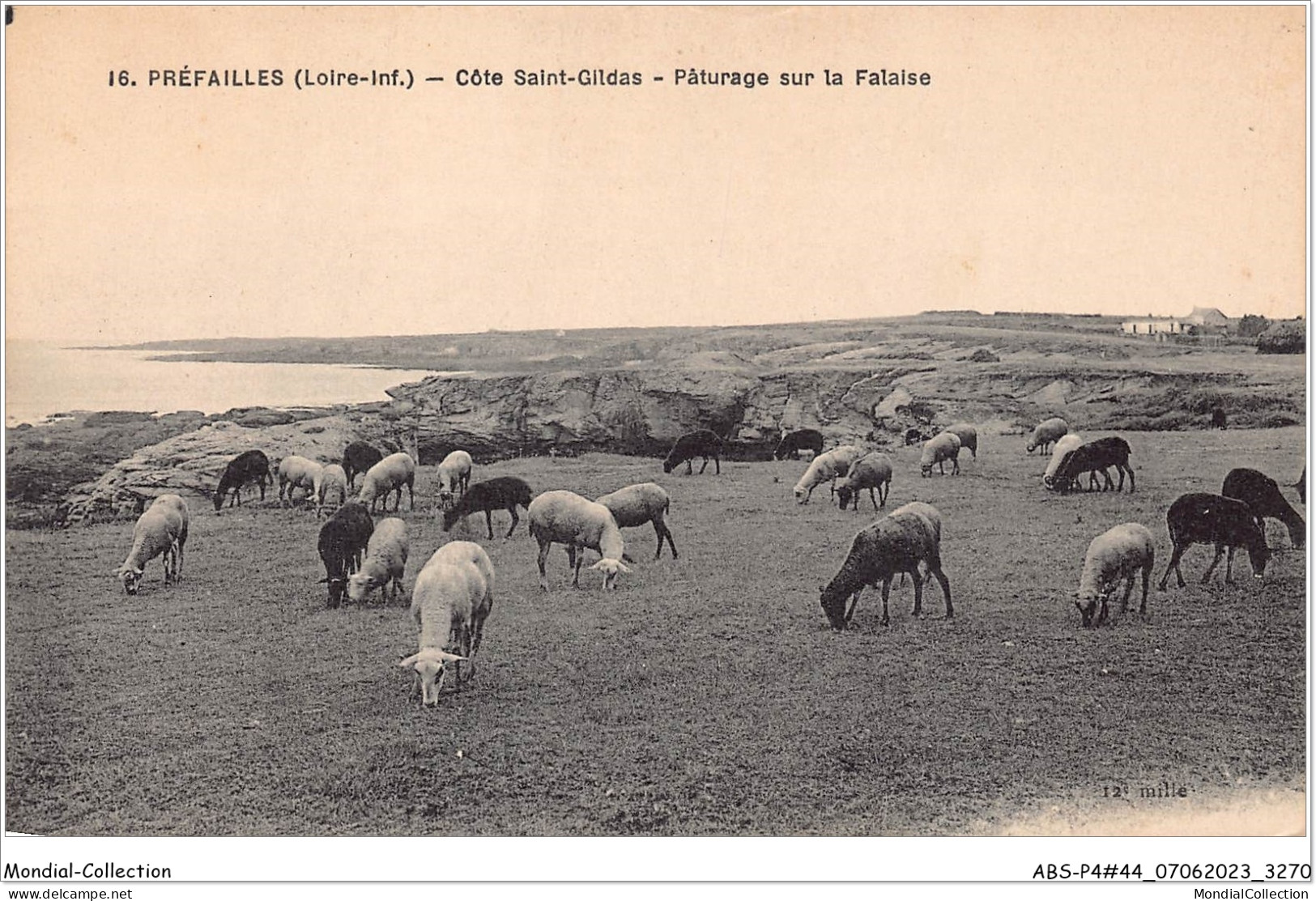 ABSP4-44-0372 - PREFAILLES - Cote Saint Gildas-Paturage Sur La Falaise  - Préfailles