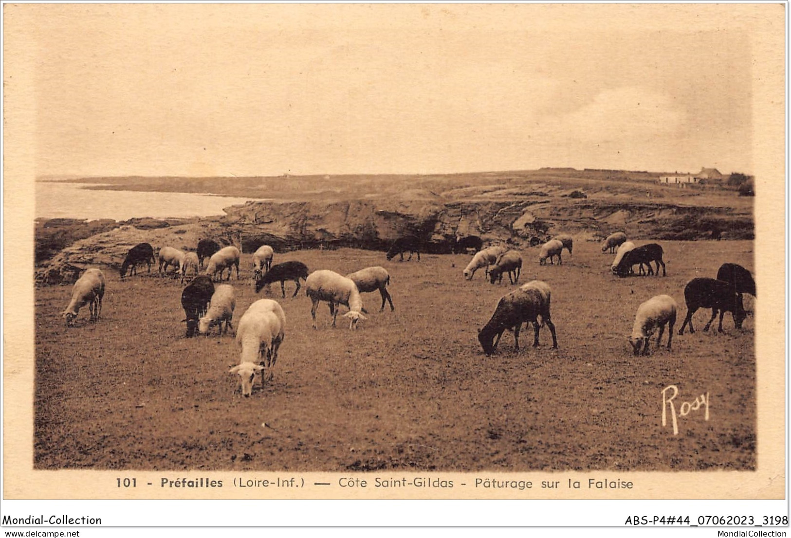 ABSP4-44-0336 - PREFAILLES - Cote Saint Gildas -Paturage Sur La Falaise  - Préfailles