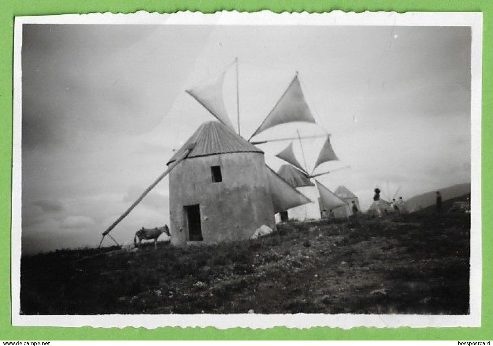 Luso - Buçaco - REAL PHOTO - Moinho De Vento - Molen - Windmill - Moulin - Portugal - Molinos De Viento