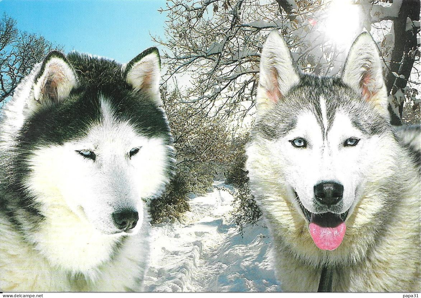 Chiens  Husky De Sibérie - Honden