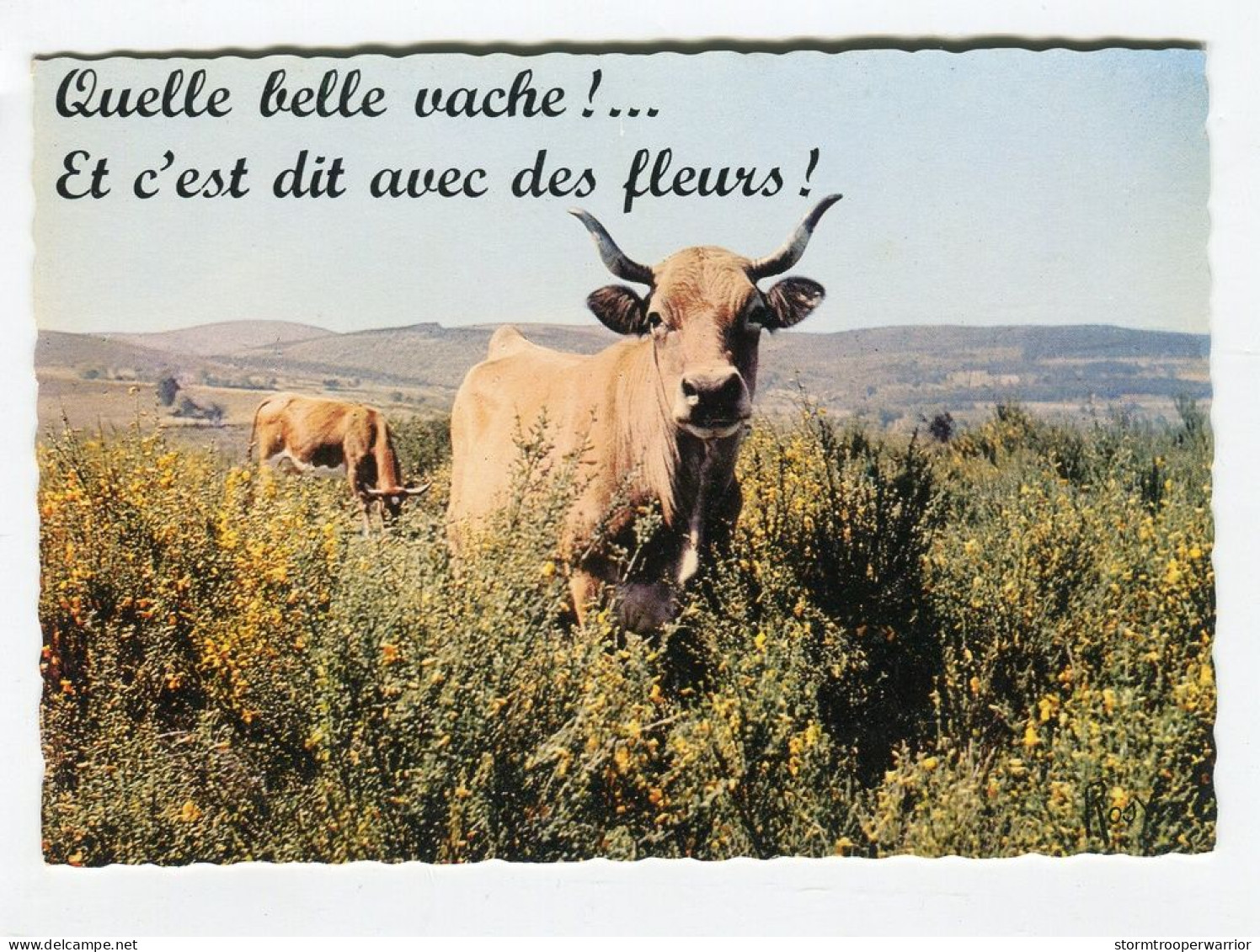 Vache - Vaches Quelle Belle Vache ! Et C'est Dit Avec Des Fleurs ! - Koeien