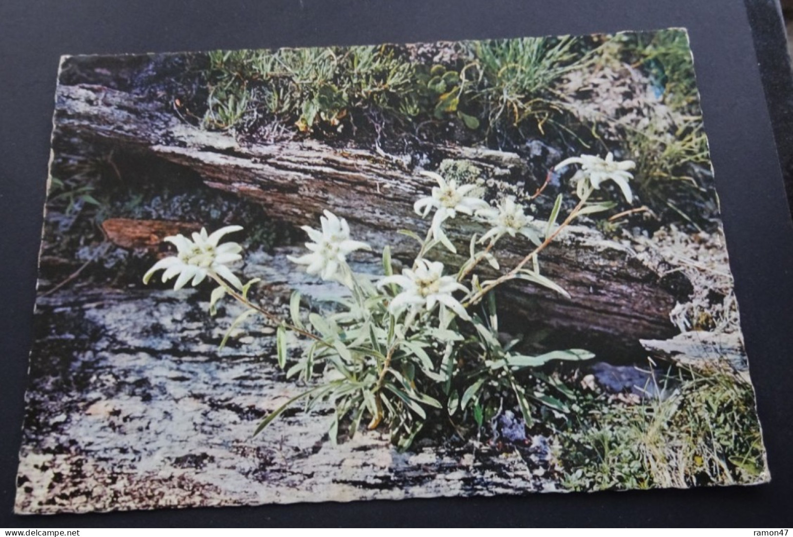 Edelweiss - Photo Und Verlag Hans Steiner, St. Moritz - Autres & Non Classés