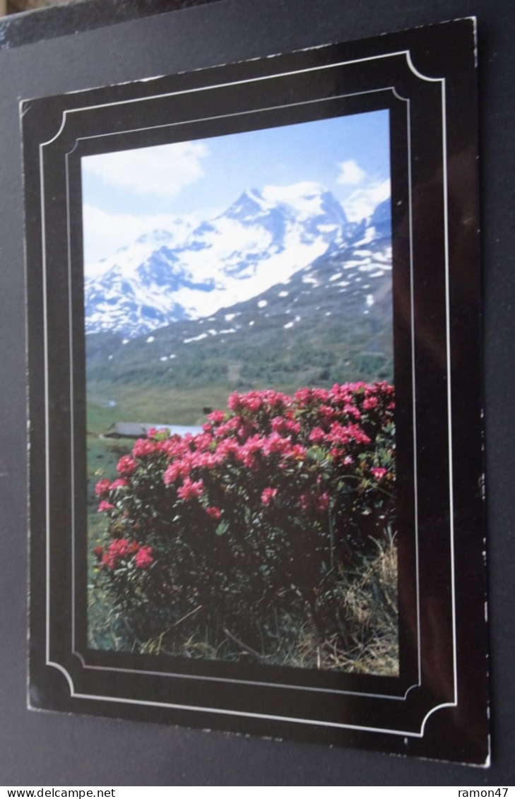 Rhododendron Ferrugineum - Druck Und Verlag Engadin Press, Samedan - Foto Meyers - Autres & Non Classés