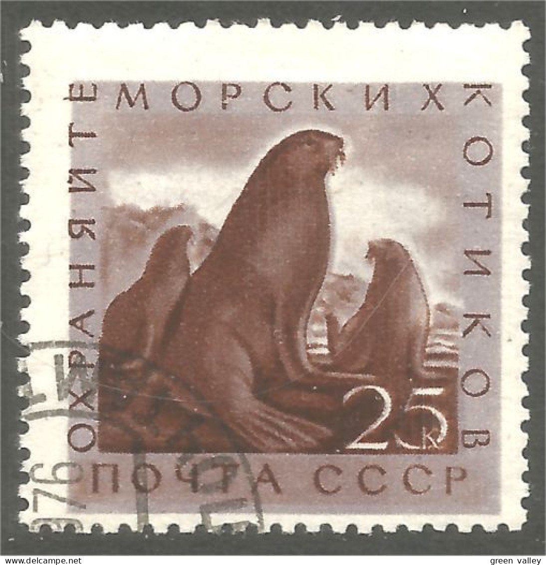 XW01-1551 Russia Morse Walrus Walross Morsa - Autres & Non Classés