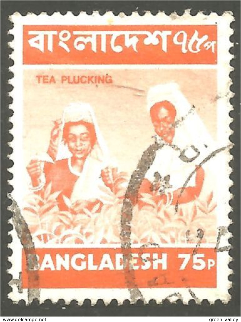 XW01-1166 Bangladesh Tea Plucking Harvest Récolte Thé - Alimentation