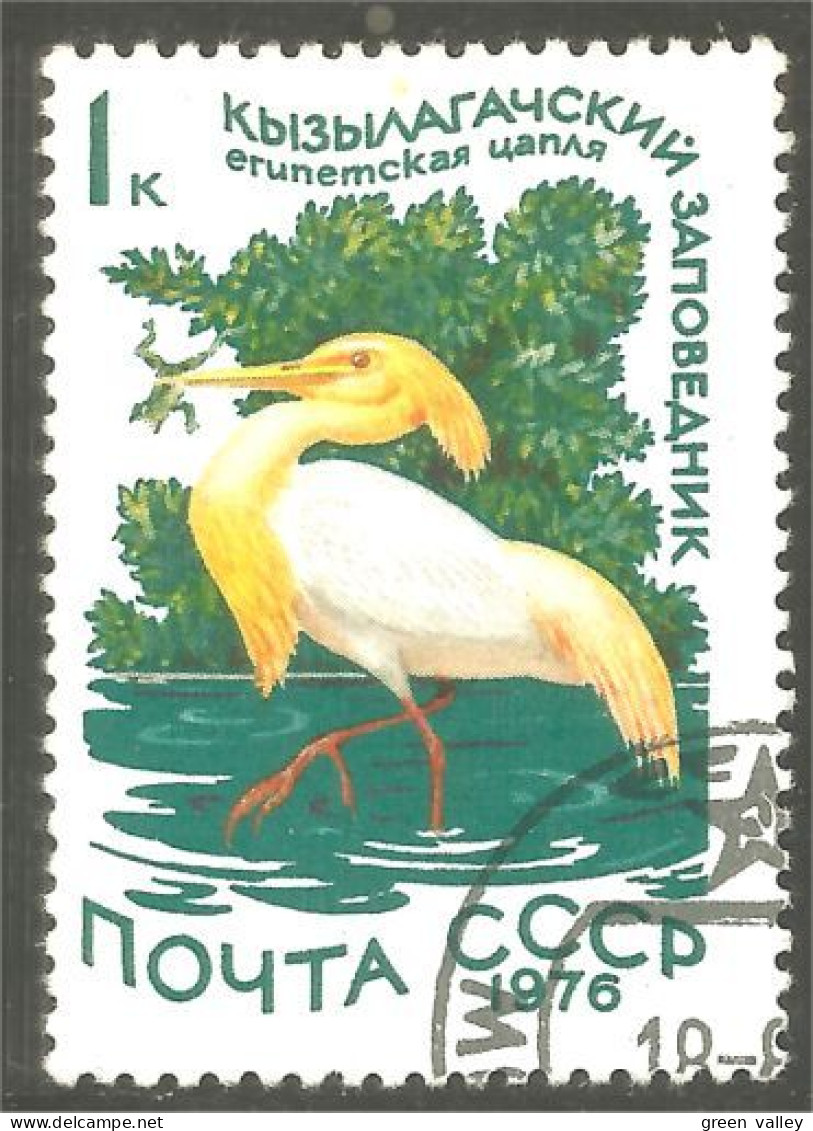 XW01-1119 Russia Oiseau Bird Vogel Uccello - Other & Unclassified