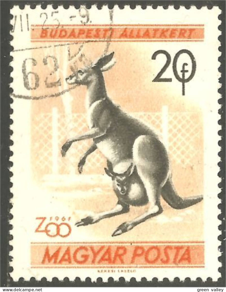 XW01-1073 Hongrie Kangaroo Kangourou Canguro Kanguru - Other & Unclassified