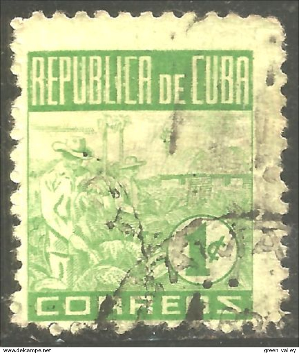 XW01-1987 Cuba 1948 Tabaco Cueillette Tabac Tobacco Picking Tabak - Tabak