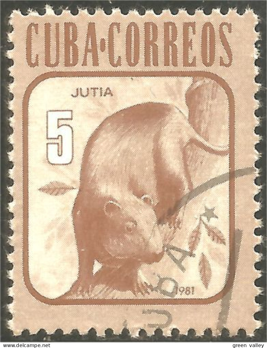 XW01-1962 Cuba Jutia Hutia Hutie Animal Rat Rodent Rongeur Nagetier - Autres & Non Classés