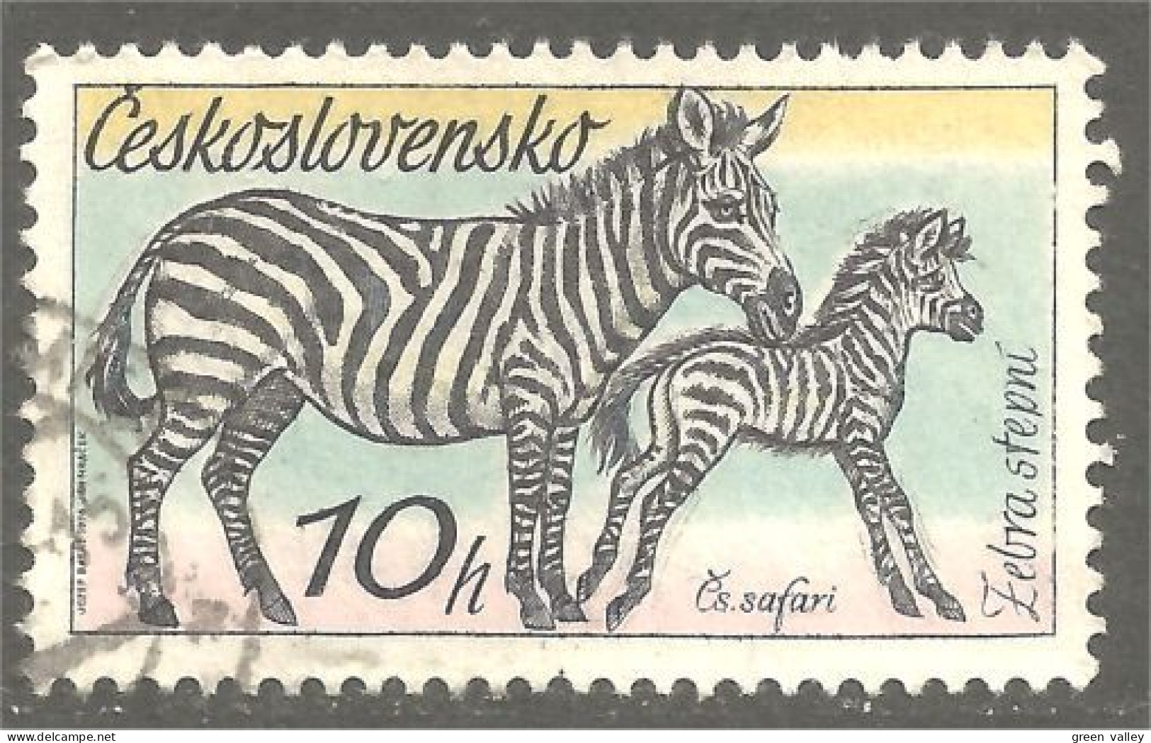 XW01-1755 Czechoslovakia Horse Cheval Pferd Paard Caballo Zèbre Zebra Cebra - Chevaux