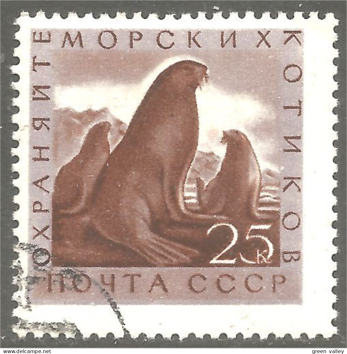 XW01-1727 Russia Phoque Morse Seal Walrus Walross Siegel Foca Sello Tricheco Morsa - Autres & Non Classés