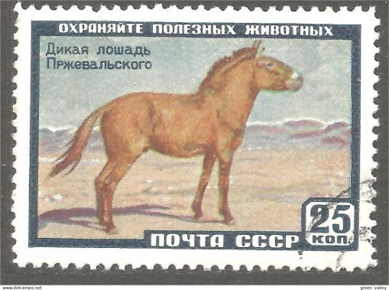 XW01-1721 Russia Cheval Horse Pferd Paard Pferd Caballo - Cavalli