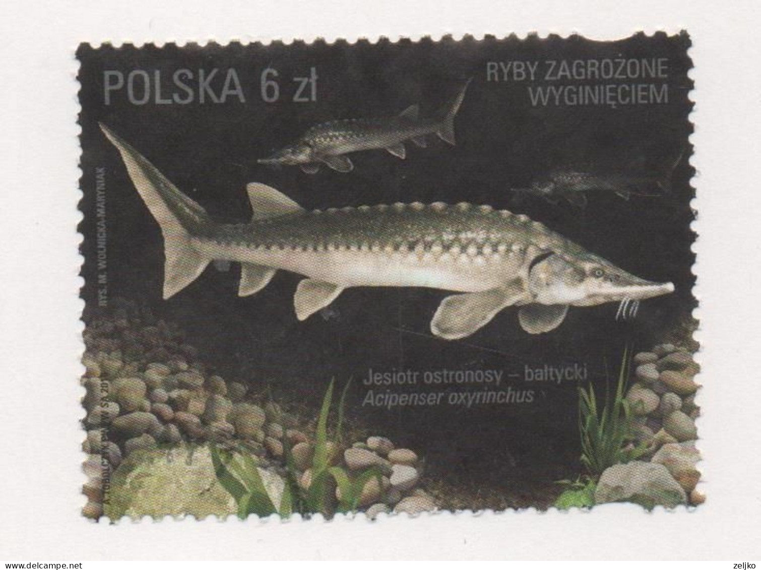 Poland, Used, 2016, Michel 4864, Fish, Fauna 002 - Autres & Non Classés