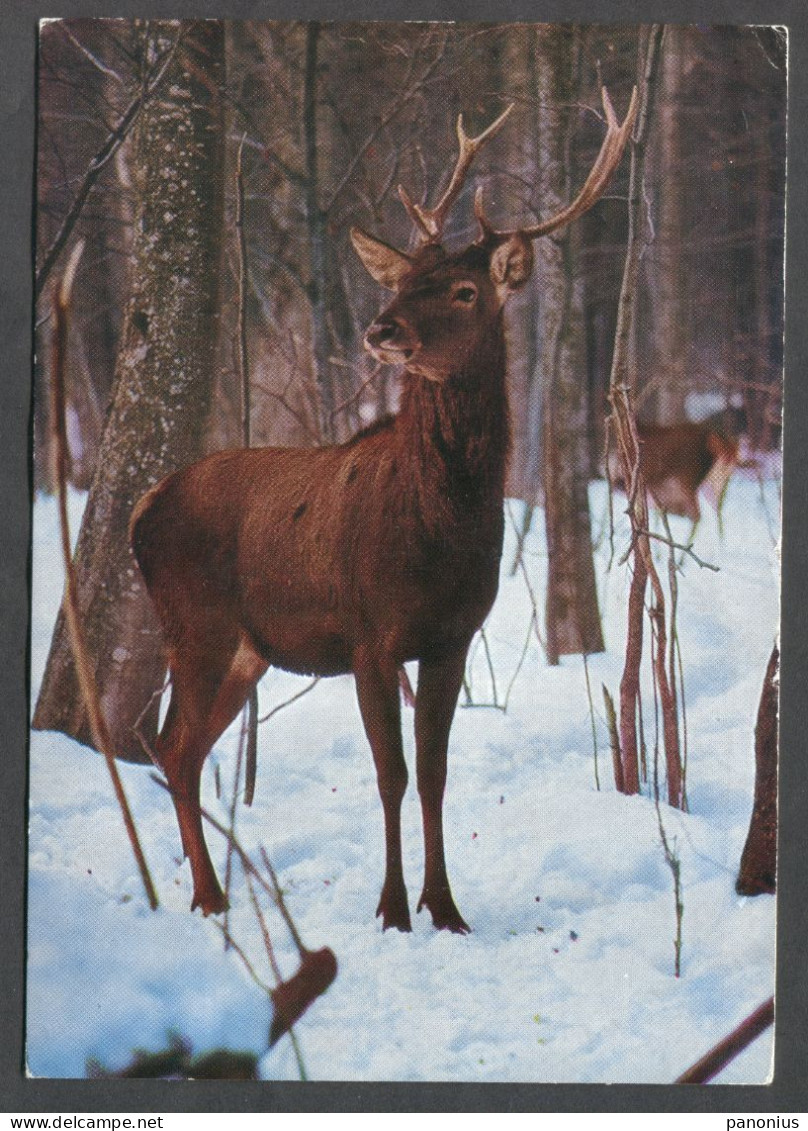 ROTHIRSCH RED DEER - Sonstige & Ohne Zuordnung