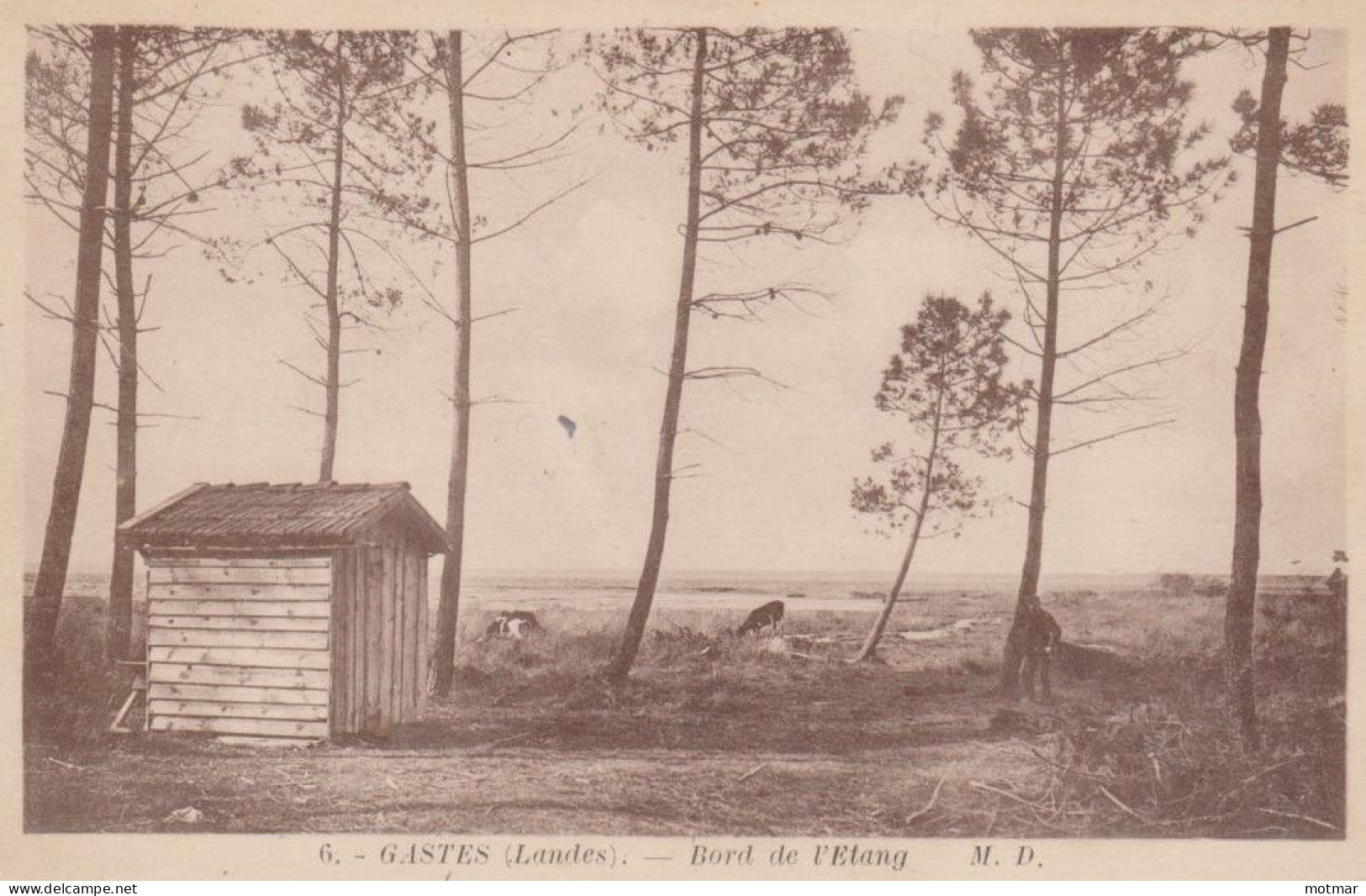 GASTES (Landes), Bord De L'étang - Sonstige & Ohne Zuordnung