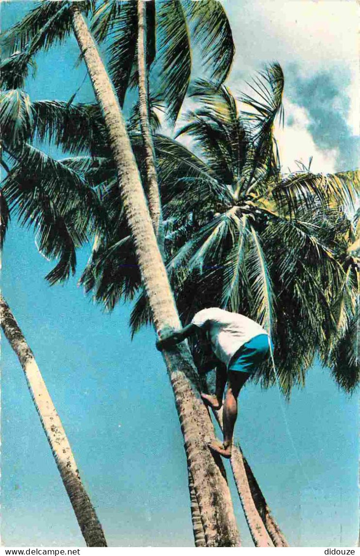 Martinique - Récolte Des Cocos - Mention Photographie Véritable - Carte Dentelée - CPSM Format CPA - Voir Scans Recto-Ve - Other & Unclassified