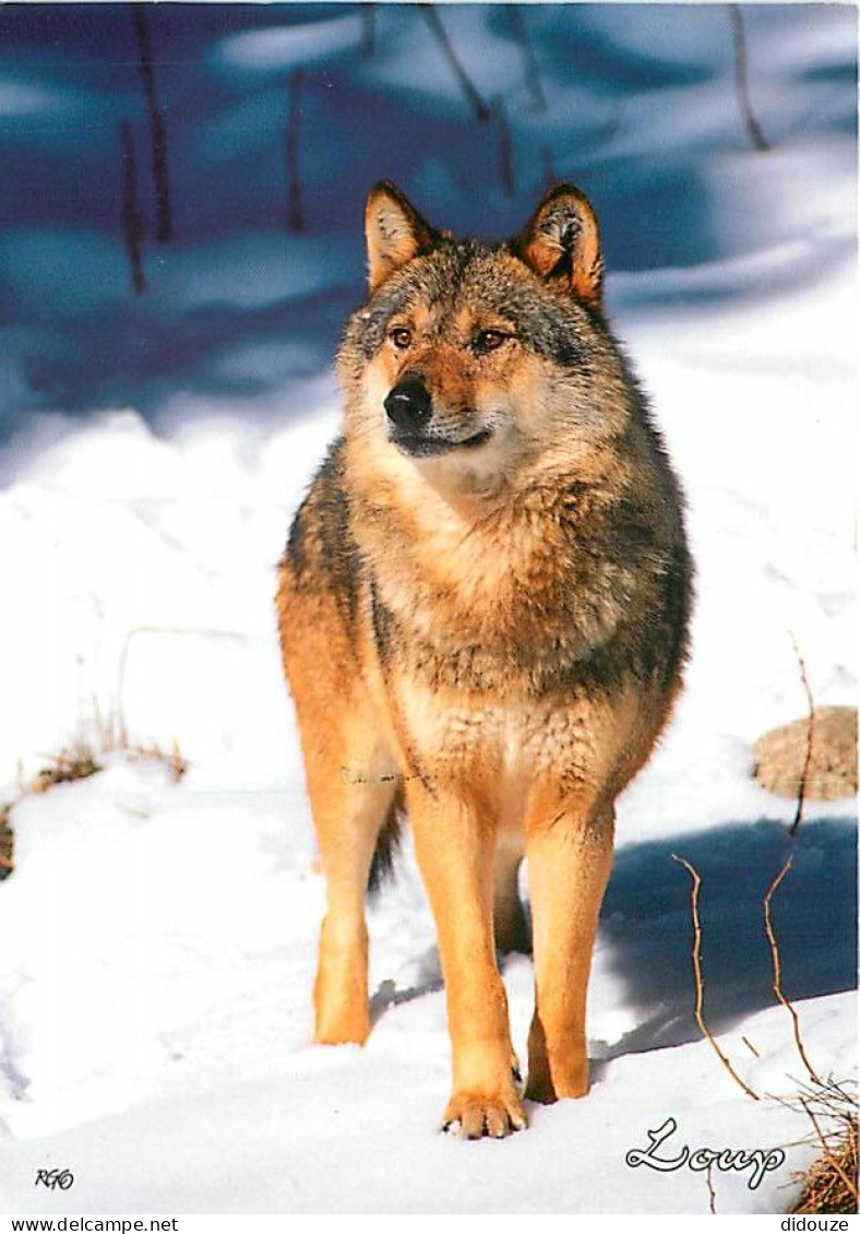 Animaux - Loups - Hiver - Neige - CPM - Voir Scans Recto-Verso - Otros & Sin Clasificación